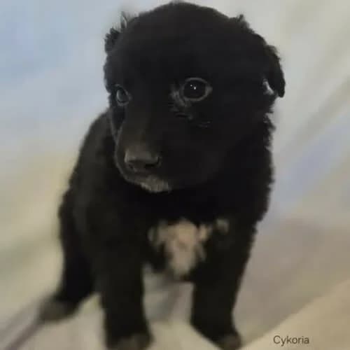 Cykoria, female young Mixed Breed for adoption at Fundacja Puszatek, Warszawa
