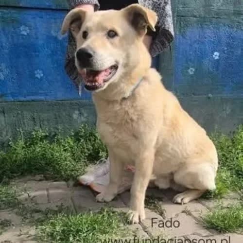 Fado, male puppy Mixed Breed for adoption at Fundacja Puszatek, Warszawa
