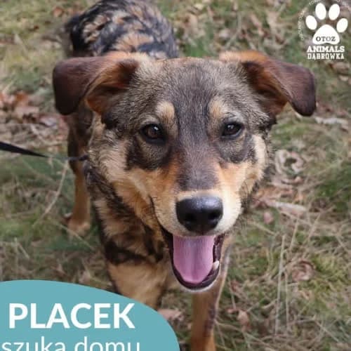 Placek, male puppy Mixed Breed for adoption at Fundacja Puszatek, Warszawa