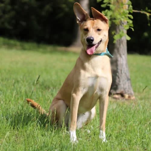 Pigwa, female puppy Mixed Breed for adoption at Fundacja Puszatek, Warszawa