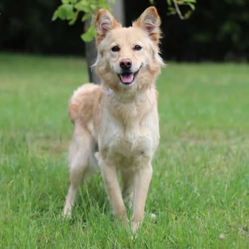 Nikita, female puppy Mixed Breed for adoption at Fundacja Puszatek, Warszawa