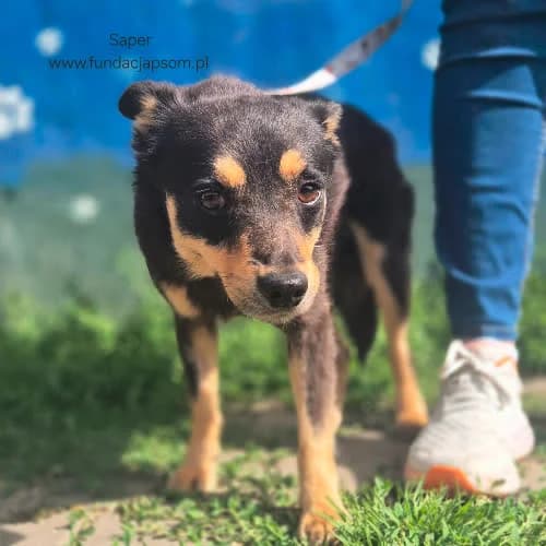 Saper, male puppy Mixed Breed for adoption at Fundacja Puszatek, Warszawa