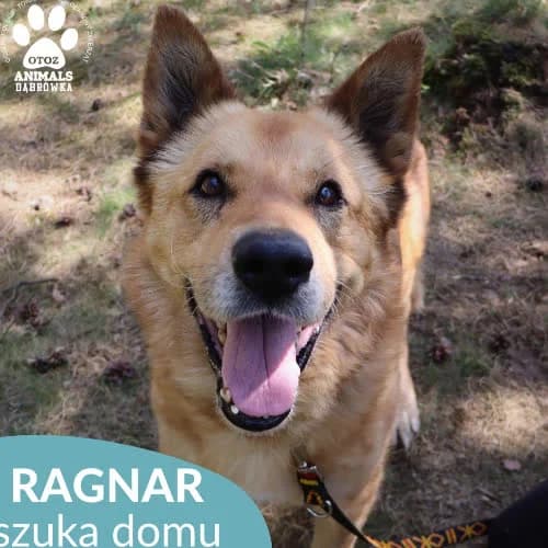 Ragnar, male puppy Mixed Breed for adoption at Fundacja Puszatek, Warszawa