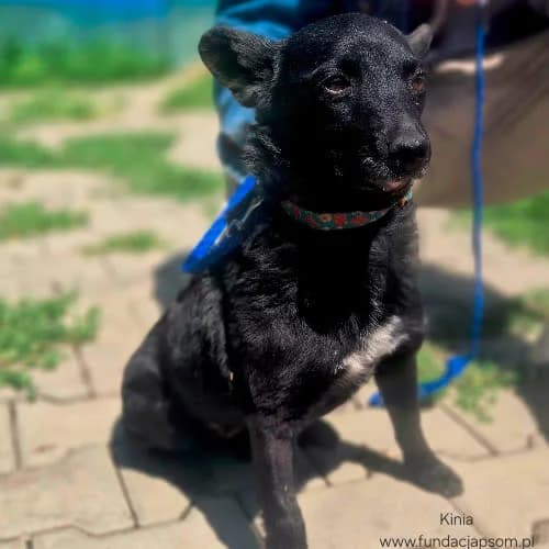 Kinia, female puppy Mixed Breed for adoption at Fundacja Puszatek, Warszawa