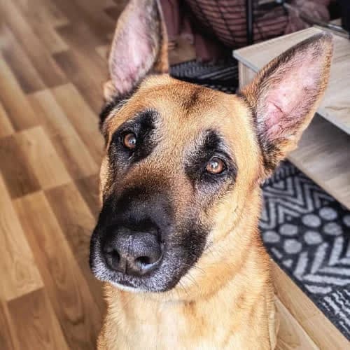 Jackie, male puppy Mixed Breed for adoption at Fundacja Puszatek, Warszawa