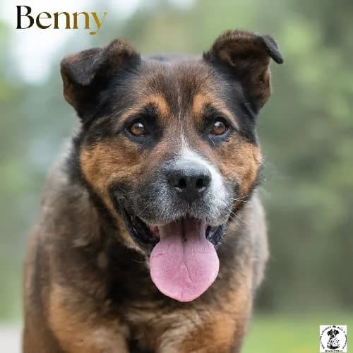łagodny BENNY, male 7yo Mixed Breed for adoption at Fundacja Puszatek, Warszawa