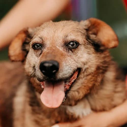 Ela, female puppy Mixed Breed for adoption at Fundacja Puszatek, Warszawa