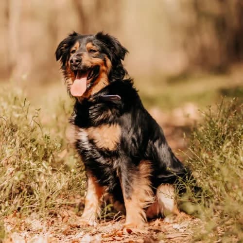 Elmo, male puppy Mixed Breed for adoption at Fundacja Puszatek, Warszawa