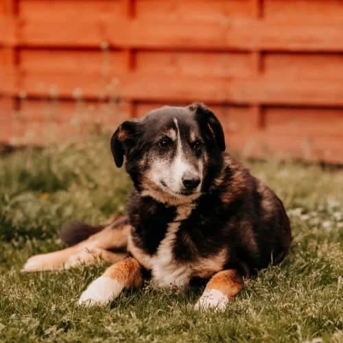 Elton, male senior Mixed Breed for adoption at Fundacja Puszatek, Warszawa