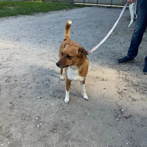 Tosia, female puppy Mixed Breed for adoption at Fundacja Puszatek, Warszawa