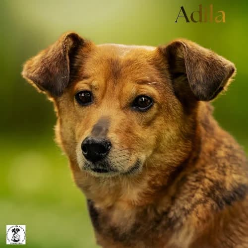 łagodna ADILA, female puppy Mixed Breed for adoption at Fundacja Puszatek, Warszawa