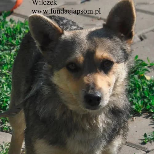 Wilczek, male puppy Mixed Breed for adoption at Fundacja Puszatek, Warszawa