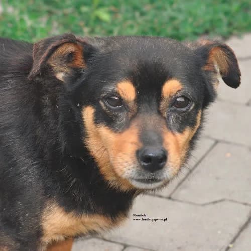 Rombek, male puppy Mixed Breed for adoption at Fundacja Puszatek, Warszawa
