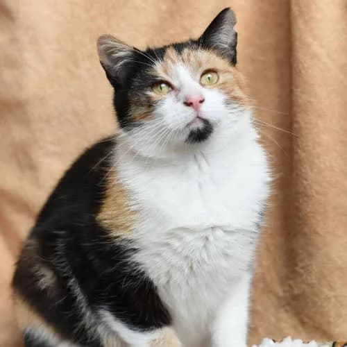Trikolorka, female Mixed Breed for adoption at Fundacja Puszatek, Warszawa
