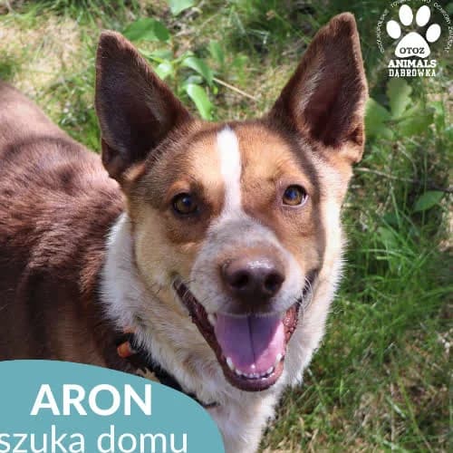 Aron, male puppy Mixed Breed for adoption at Fundacja Puszatek, Warszawa
