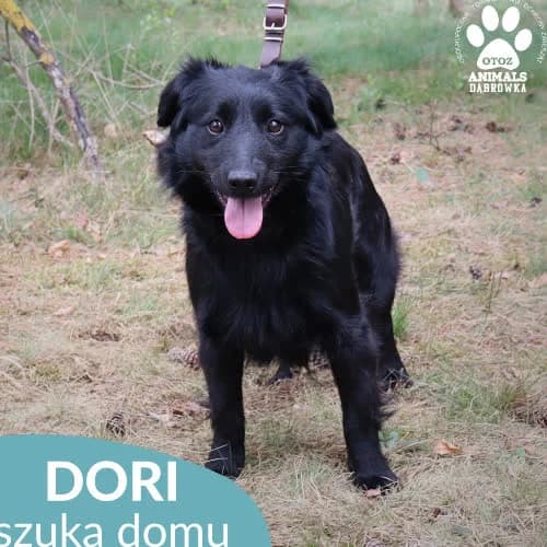 Dori, female puppy Mixed Breed for adoption at Fundacja Puszatek, Warszawa