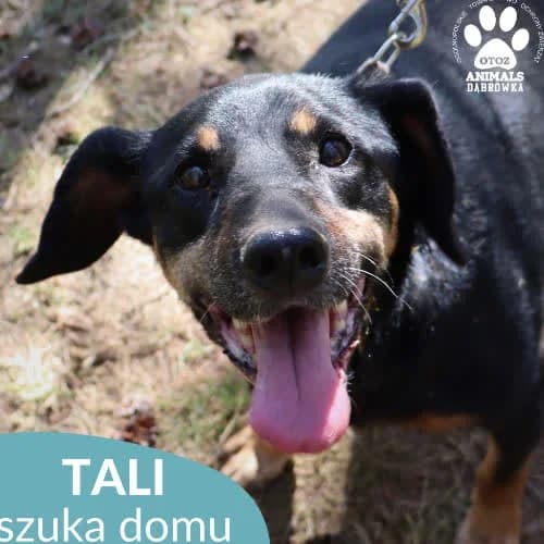 Tali, female puppy Mixed Breed for adoption at Fundacja Puszatek, Warszawa