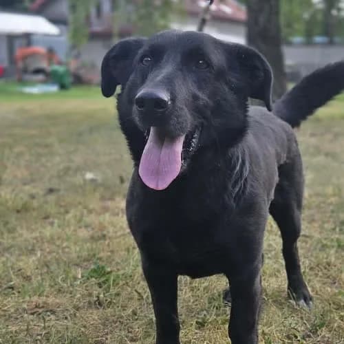 Izzy, male puppy Mixed Breed for adoption at Fundacja Puszatek, Warszawa