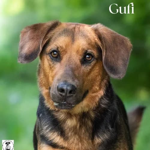 wesoły GUFI, male 4yo Mixed Breed for adoption at Fundacja Puszatek, Warszawa