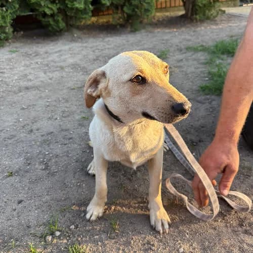 Tosia, female puppy Mixed Breed for adoption at Fundacja Puszatek, Warszawa