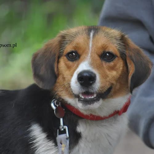 Pocahontas, female puppy Mixed Breed for adoption at Fundacja Puszatek, Warszawa