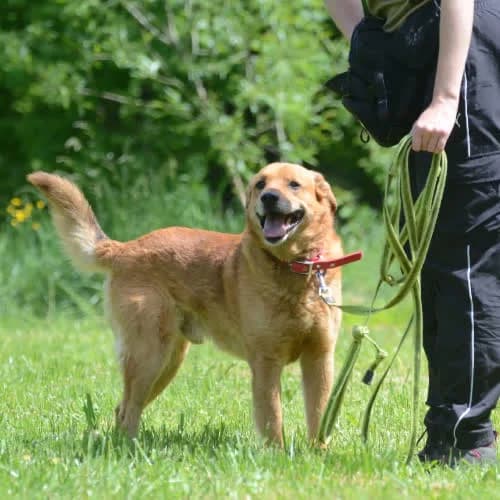 Floki, male 6yo Mixed Breed for adoption at Fundacja Puszatek, Warszawa
