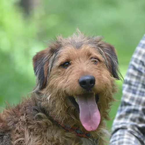 Ragnar, male 4yo Mixed Breed for adoption at Fundacja Puszatek, Warszawa
