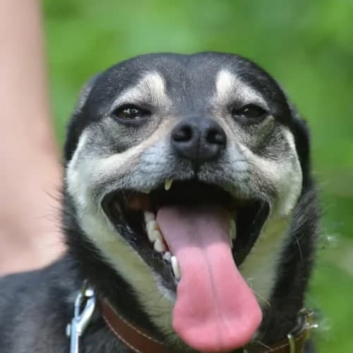 Dallas, male puppy Mixed Breed for adoption at Fundacja Puszatek, Warszawa