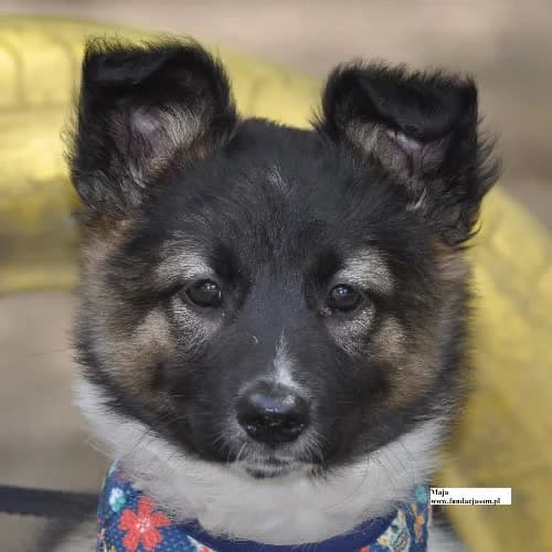 Maja, female 3yo Mixed Breed for adoption at Fundacja Puszatek, Warszawa