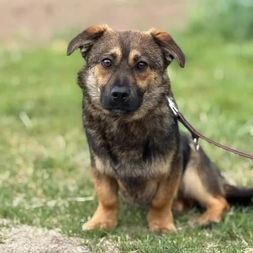 Tulipan, male puppy Mixed Breed for adoption at Fundacja Puszatek, Warszawa