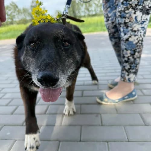 Samowolka, female puppy Mixed Breed for adoption at Fundacja Puszatek, Warszawa