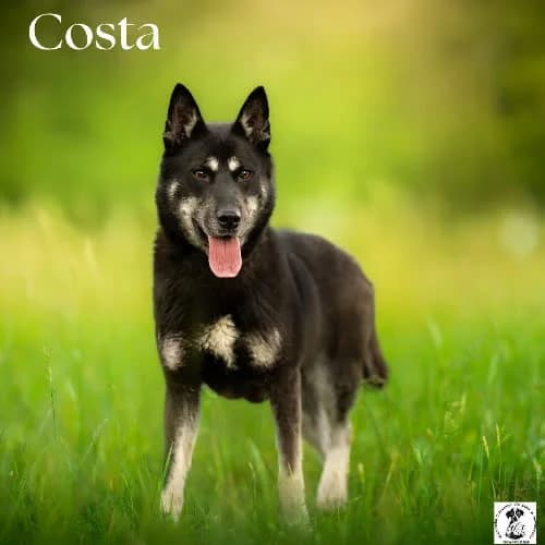 odważna COSTA, female 3yo Mixed Breed for adoption at Fundacja Puszatek, Warszawa