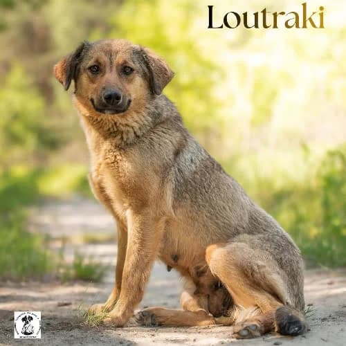grzeczna LOUTRAKI, female young Mixed Breed for adoption at Fundacja Puszatek, Warszawa