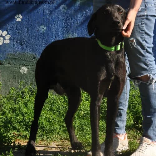 Lord, male puppy Mixed Breed for adoption at Fundacja Puszatek, Warszawa