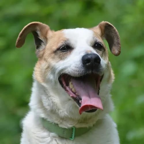 Miodek, male 7yo Mixed Breed for adoption at Fundacja Puszatek, Warszawa