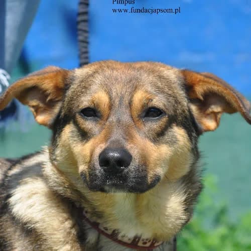 Pimpuś, male puppy Mixed Breed for adoption at Fundacja Puszatek, Warszawa