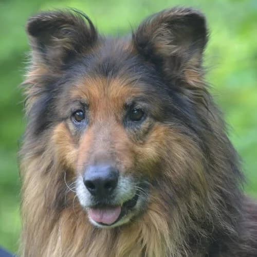 Bristol, male 6yo Mixed Breed for adoption at Fundacja Puszatek, Warszawa