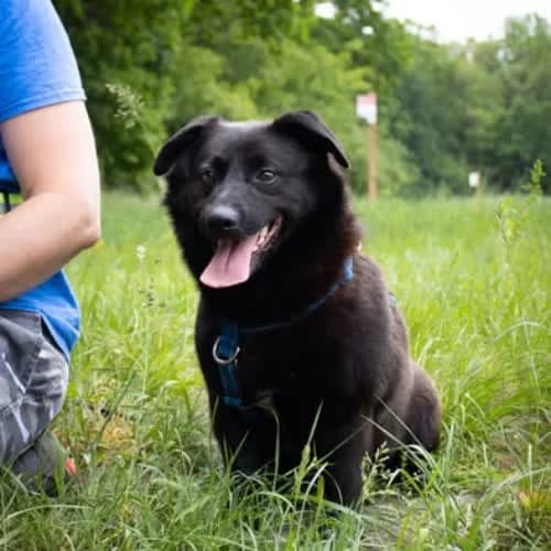 Nano, male puppy Mixed Breed for adoption at Fundacja Puszatek, Warszawa