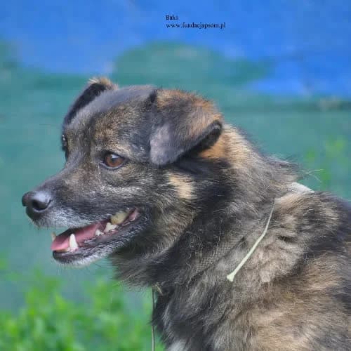 Baks, male puppy Mixed Breed for adoption at Fundacja Puszatek, Warszawa