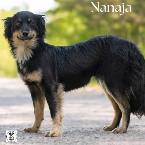 urokliwa NANAJA, female 3yo Mixed Breed for adoption at Fundacja Puszatek, Warszawa