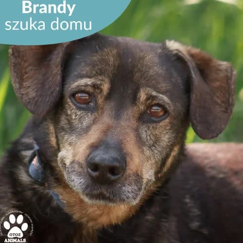 Brandy, male puppy Mixed Breed for adoption at Fundacja Puszatek, Warszawa