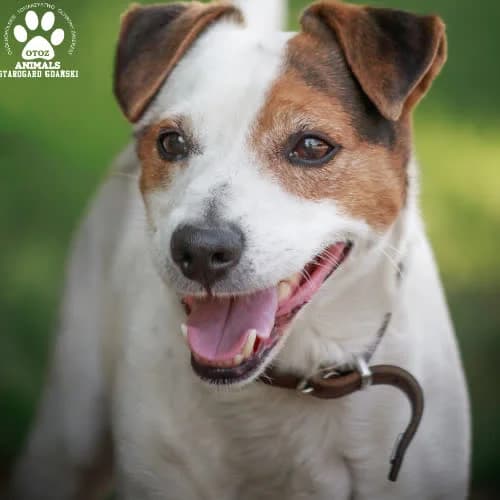 Edi, male puppy Mixed Breed for adoption at Fundacja Puszatek, Warszawa