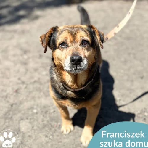 Franciszek, male puppy Mixed Breed for adoption at Fundacja Puszatek, Warszawa