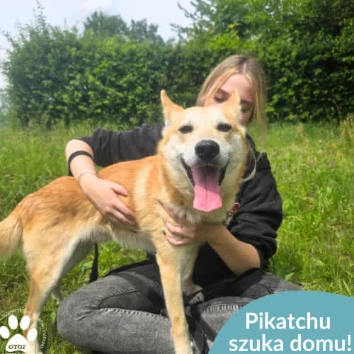 Pikachu, male puppy Mixed Breed for adoption at Fundacja Puszatek, Warszawa
