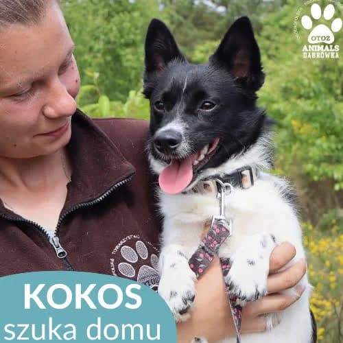Kokos, male puppy Mixed Breed for adoption at Fundacja Puszatek, Warszawa