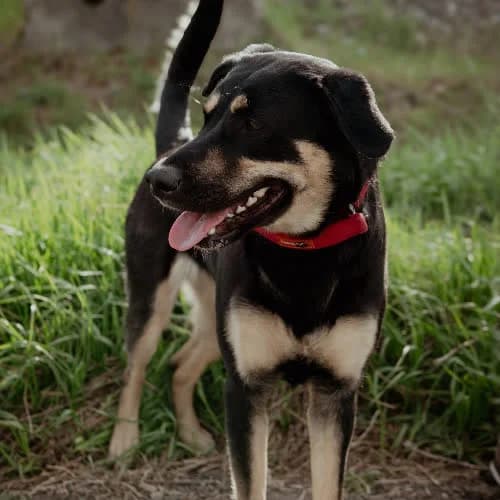 Bella, female puppy Mixed Breed for adoption at Fundacja Puszatek, Warszawa