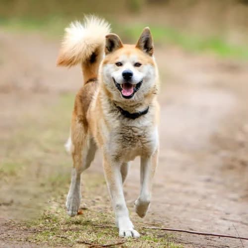 Roofi, male senior Mixed Breed for adoption at Fundacja Puszatek, Warszawa