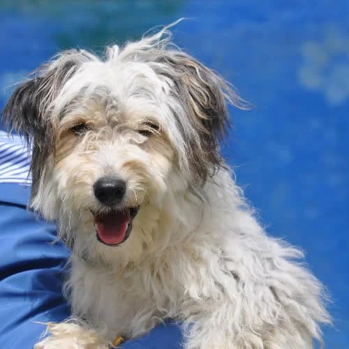 Knopers, male puppy Mixed Breed for adoption at Fundacja Puszatek, Warszawa