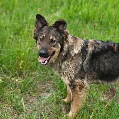 Waleria, female puppy Mixed Breed for adoption at Fundacja Puszatek, Warszawa