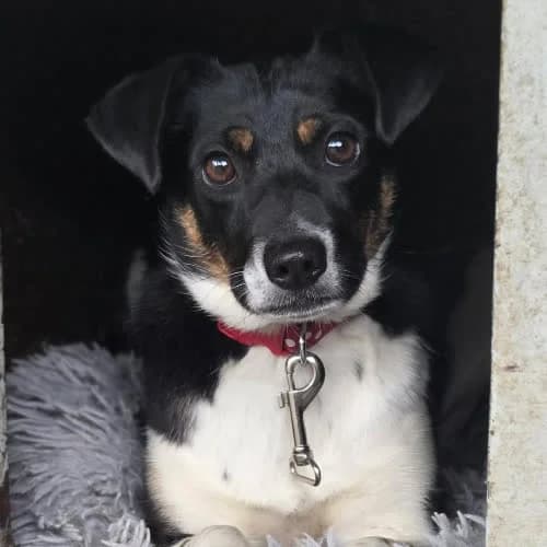 Całka, female puppy Mixed Breed for adoption at Fundacja Puszatek, Warszawa